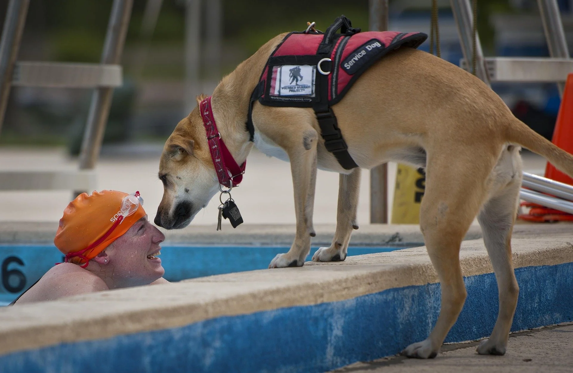 What does a service dog do?