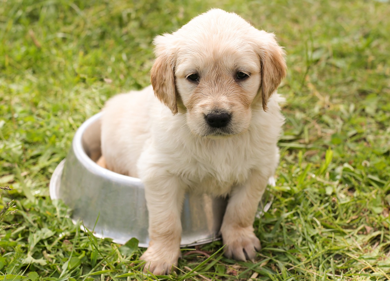 5 things to think about before getting a pet…