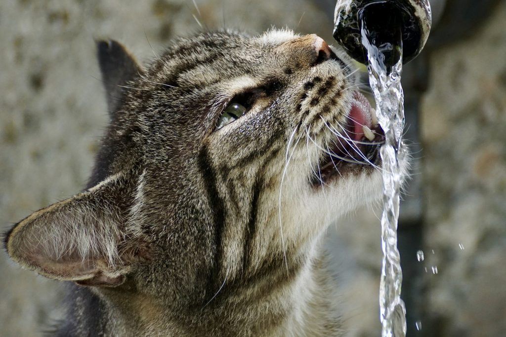 Is your cat drinking more than normal?